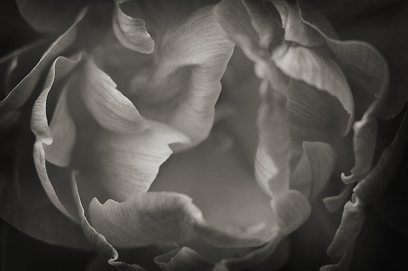 May include: A close-up black and white photograph of a flower, showing the delicate texture of the petals.