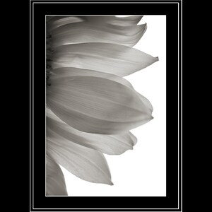 May include: A close-up of a black and white photograph of a sunflower petal. The petal is soft and delicate, with a slightly textured surface.