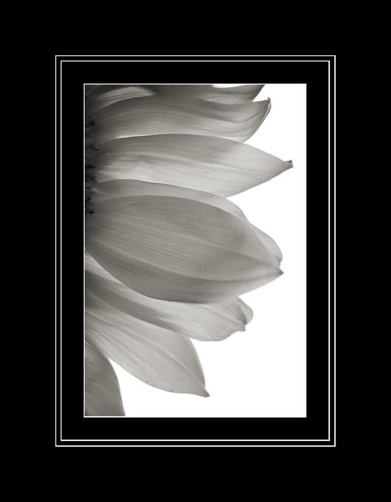 May include: A close-up of a black and white photograph of a sunflower petal. The petal is soft and delicate, with a slightly textured surface.