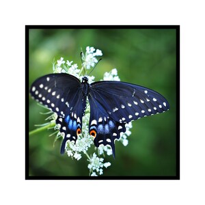 Butterfly Photograph, Black Swallowtail Butterfly Photo Print, Fine Art Nature Photography, Square Living Room Art, Butterfly Home Decor image 4