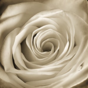 Sepia Rose Flower Photograph, Floral Photography, Close Up Fine Art Nature Photo Print