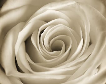 Sepia Rose Flower Photograph, Floral Photography, Close Up Fine Art Nature Photo Print