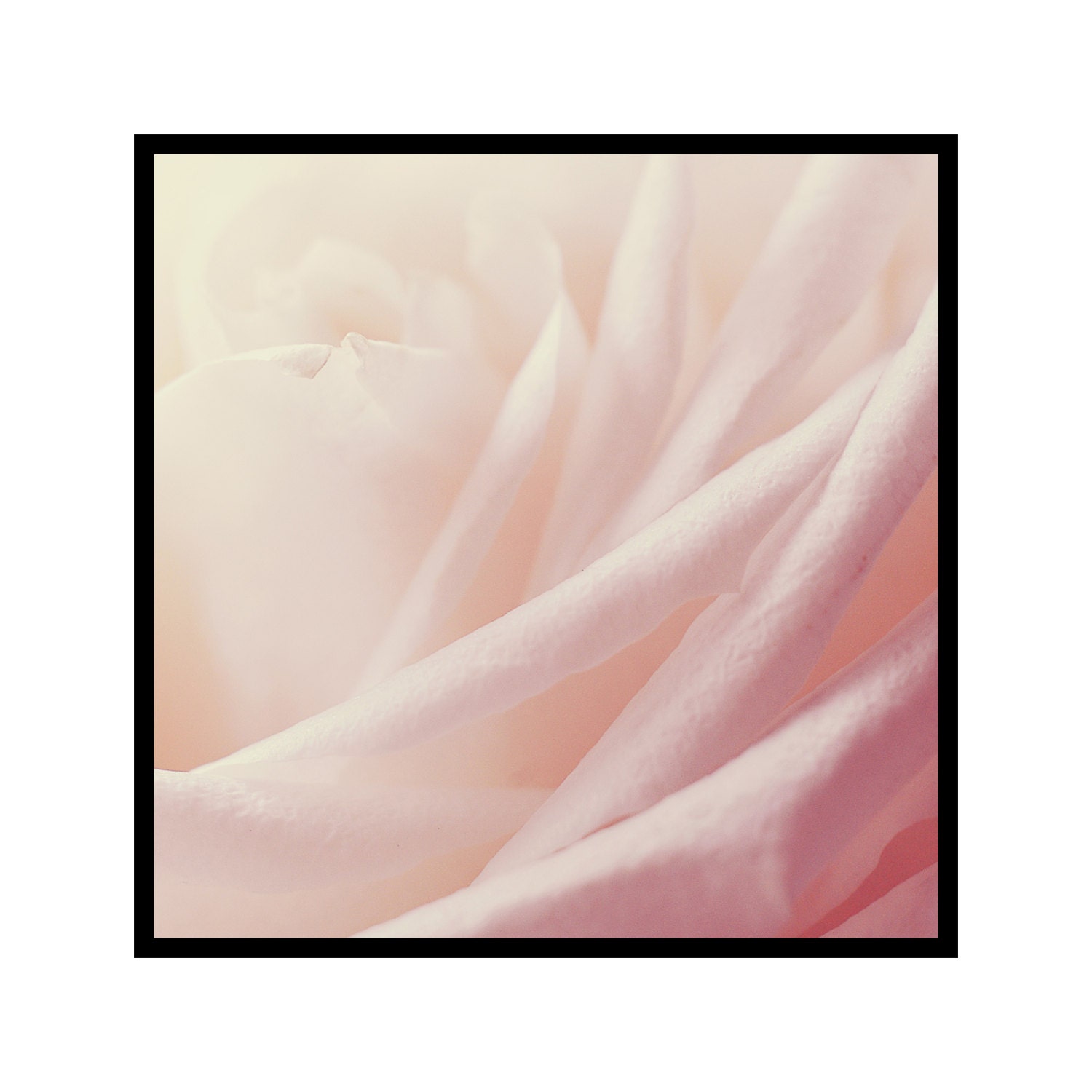 Pale Blush Pink Rose Flower Photography, Close up Floral Photograph ...
