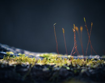 Ethereal Woodland Photograph, Macro Moss Photography, Nature Living Room Decor, Fine Art Nature Photo Print, Bedroom Office Wall Decor