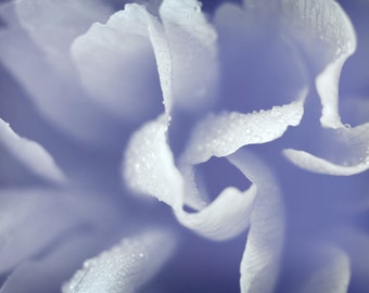 Abstract Carnation Flower Photograph, Lavender Periwinkle Blue Flower Photography, Fine Art Floral Photo Print