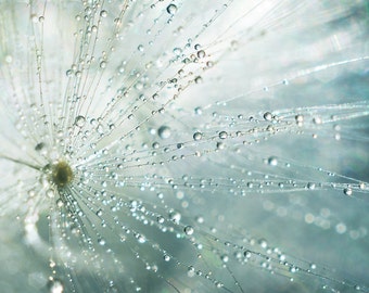 Wispy Dandelion Photography, Ethereal Water Drop Macro Photograph, Living Room Wall Art, Cyan Blue and White Fine Art Photo Print