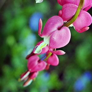 Flower Photograph, Pink Bleeding Hearts Photo Print, Botanical Vertical Wall Art Home Decor, Spring Floral Photography Fine Art Nature Print image 3