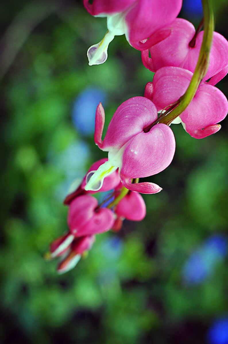 Flower Photograph, Pink Bleeding Hearts Photo Print, Botanical Vertical Wall Art Home Decor, Spring Floral Photography Fine Art Nature Print image 3