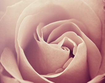 Dusty Rose Pink Flower Photography, Rose Photograph, Blush Pink Close Up Floral Botanical Photo Print