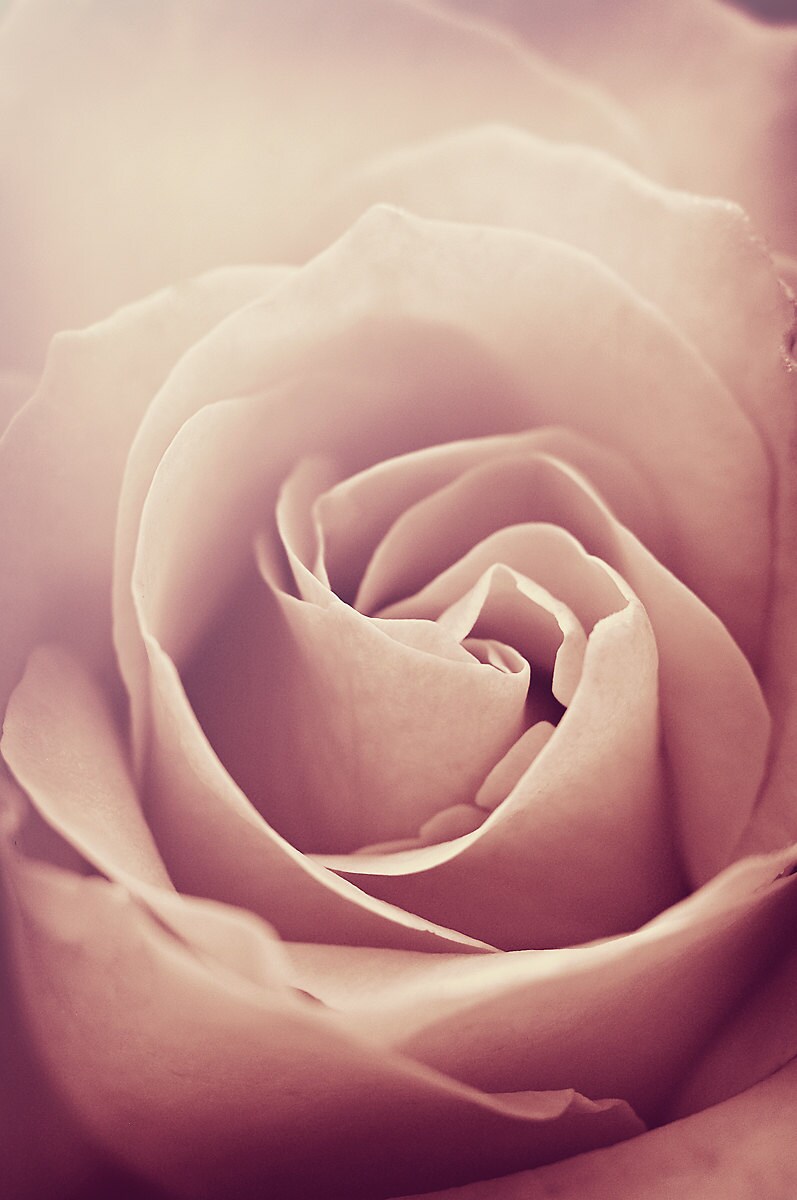 Dusty Rose Pink Flower Photography Rose 