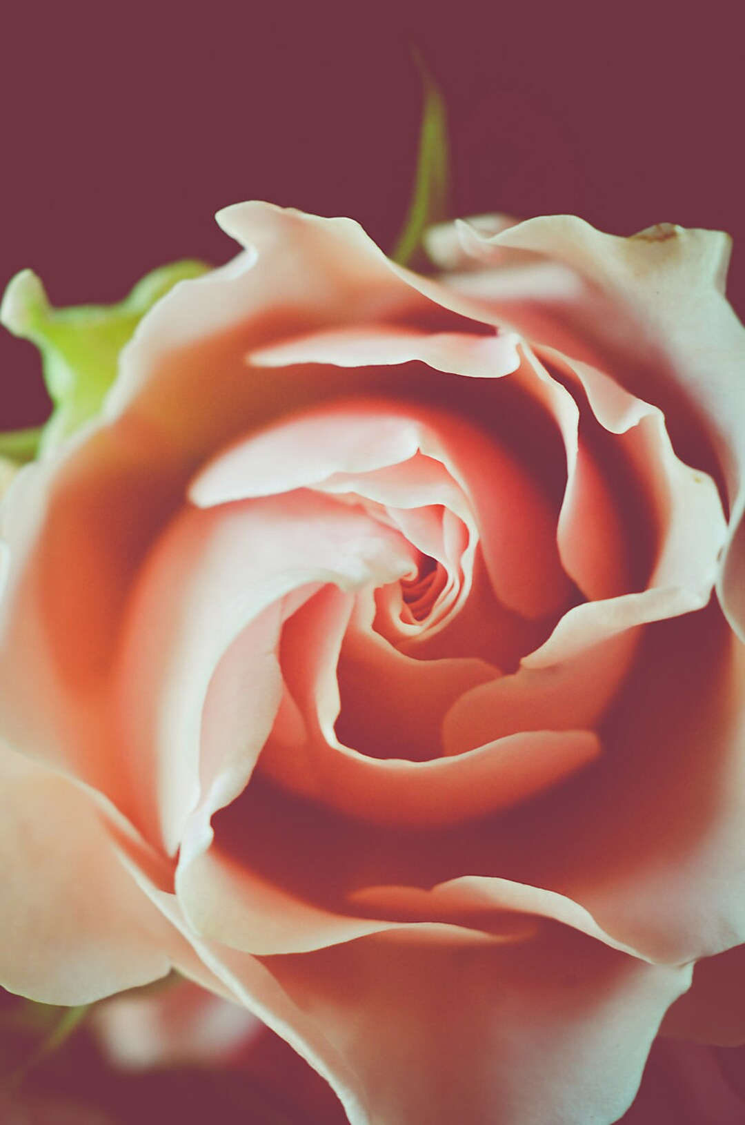 Coral Pink Rose Flower Photograph Rose Floral Photography - Etsy