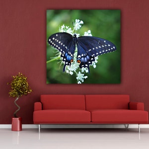 Butterfly Photograph, Black Swallowtail Butterfly Photo Print, Fine Art Nature Photography, Square Living Room Art, Butterfly Home Decor image 2