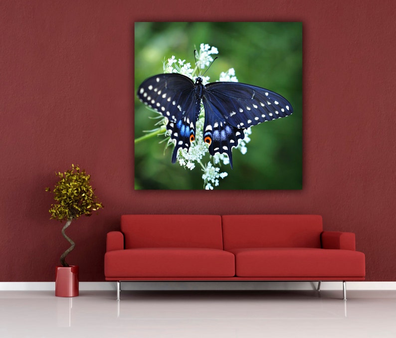 Butterfly Photograph, Black Swallowtail Butterfly Photo Print, Fine Art Nature Photography, Square Living Room Art, Butterfly Home Decor image 2