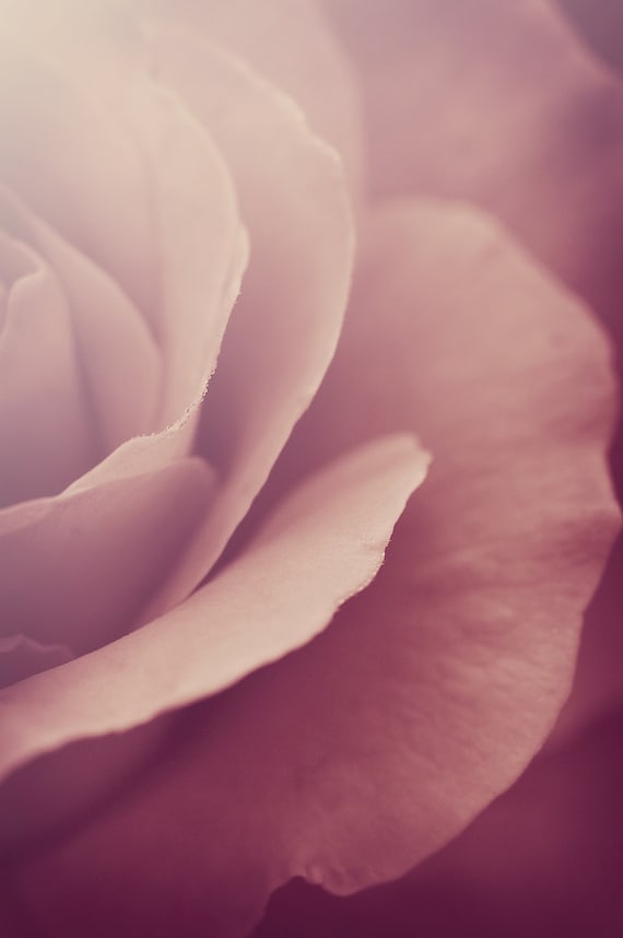 Flower Photography Dusty Pink Rose Floral Photograph Rose Etsy