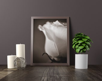 Sepia Rose Flower Photograph, Botanical Floral Monochrome Photo, White Rose Picture, Floral Home Office Living Room Bedroom Decor