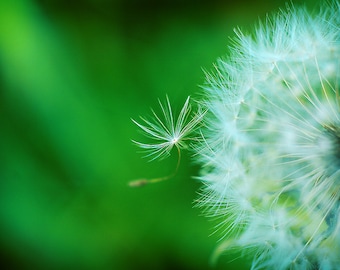 Dandelion Photograph, Macro Flower Photo Print, White & Green Fine Art Photography, Dandelion Floral Picture