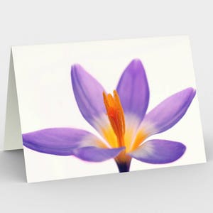 Purple Crocus Card, Cartes De note Vierge, Cartes De note nature, Cartes de vœux, Trois Cartes De Note, 5x7 Cartes, Nature Blank Card, Toutes les cartes Occasion
