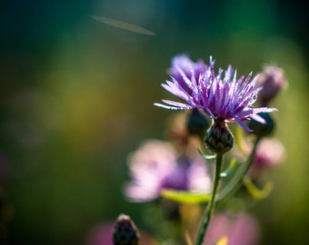 Thistle Flower Photography, Floral Fine Art Macro Picture, Teasel Nature Photograph, A Thistle in Sunlight Photo Print