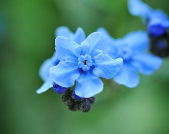 Blue Forget Me Not Flower Foto, Fine Art Floral Photography Print, Floral Photo Print, Flower Lovers Gift Office Lobby Wall Decor