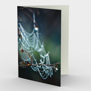 Cobweb Photo Cards, Ensemble de trois cartes blanches 5x7, Fine Art Nature Spiderweb Macro Photograph Art Card