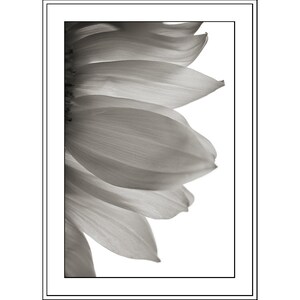 May include: A close-up of a black and white photograph of a sunflower petal. The petal is soft and delicate, with a smooth texture.
