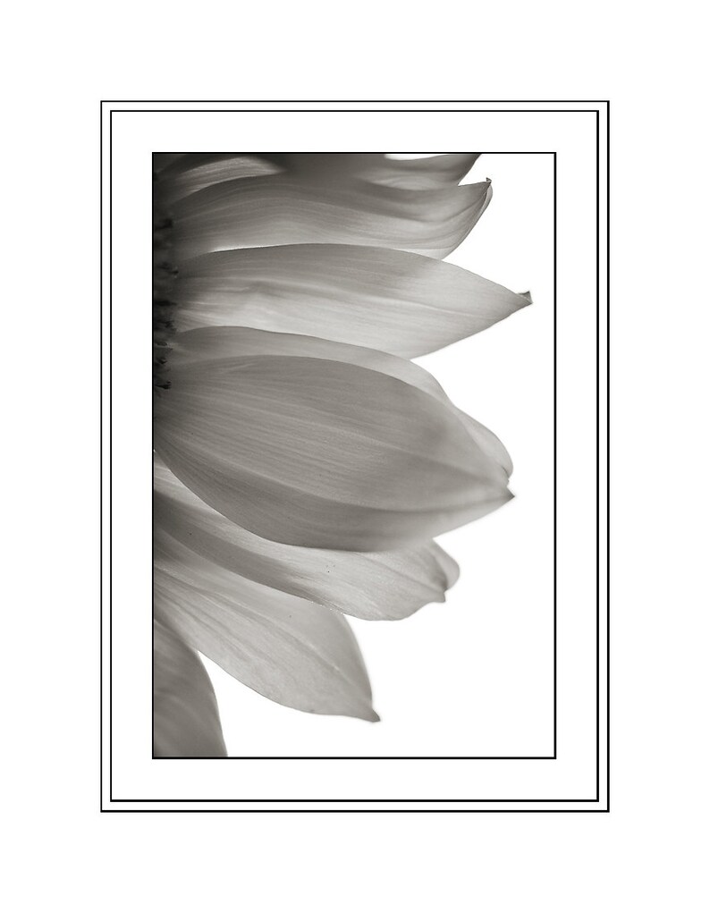 May include: A close-up of a black and white photograph of a sunflower petal. The petal is soft and delicate, with a smooth texture.