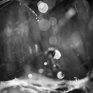 May include: A black and white photo of a spider web with water droplets on it. The background is blurred and out of focus.