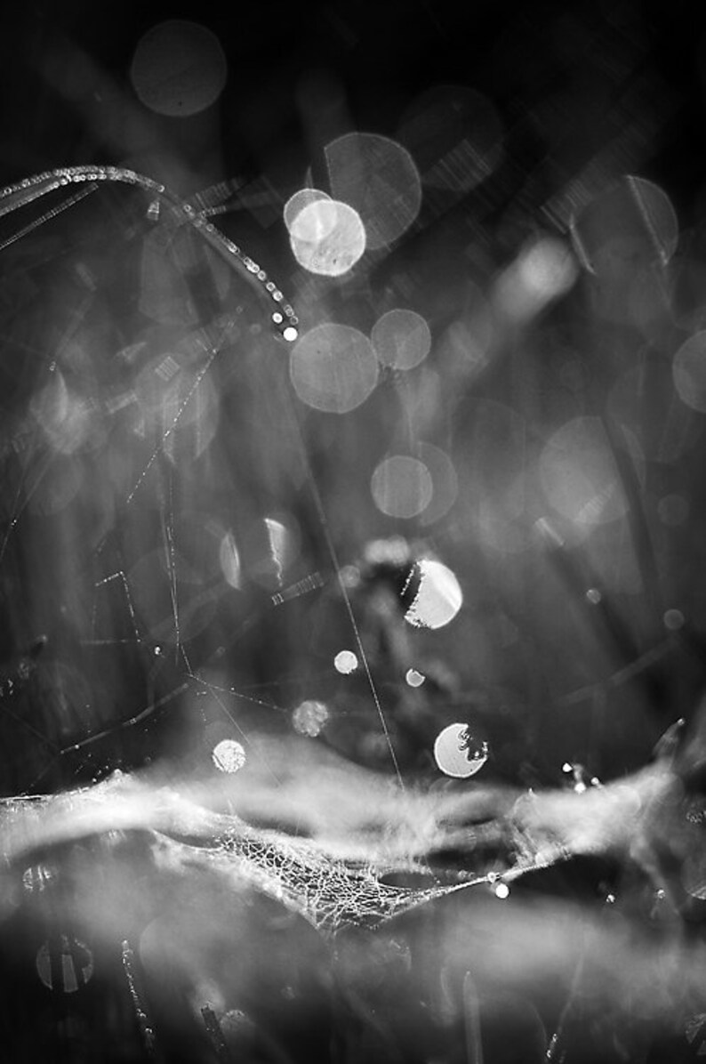 May include: A black and white photo of a spider web with water droplets on it. The background is blurred and out of focus.