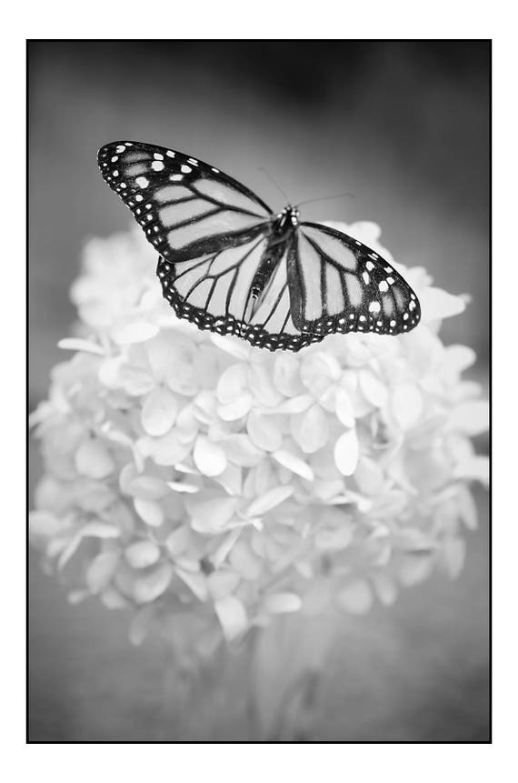 butterfly-photography-art