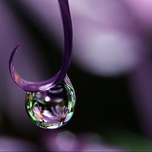 May include: A single water droplet hangs from a purple stem, reflecting a purple flower with a yellow center.