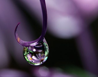 Purple Water Drop Photograph, Fine Art Macro Photography, Rain Drop and Asters Photo Print, Bedroom Living Room Office Wall Decor