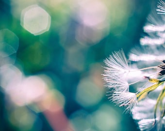 Dandelion Photograph, Teal Macro Photo Home Decor, Wishing Seed Picture, Dandelion Bedroom Wall Art, Ethereal Photography, Dandelion Print