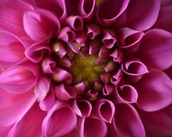 Pink Flower Photograph, Hot Pink Macro Fine Art Floral Photography, Fuchsia Flower Picture, Horizontal Wall Art, Dahlia Flower Photo Print