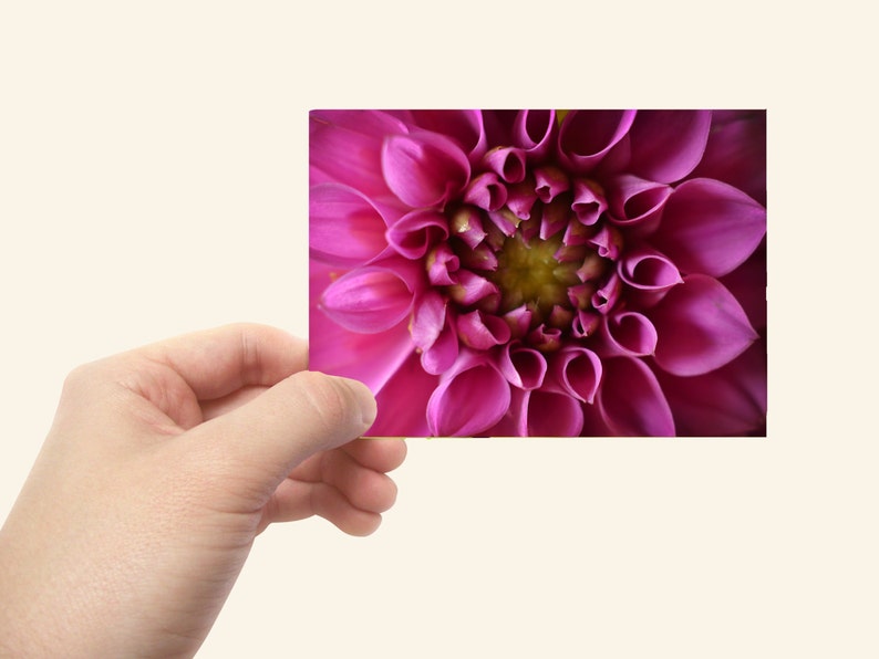 Pink Zinnia Art Card Pink Zinnia Flower Photo ACEO Floral Photograph Artist Trading Card