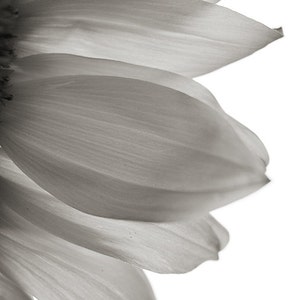 May include: Close-up of a sunflower with delicate, light gray petals.