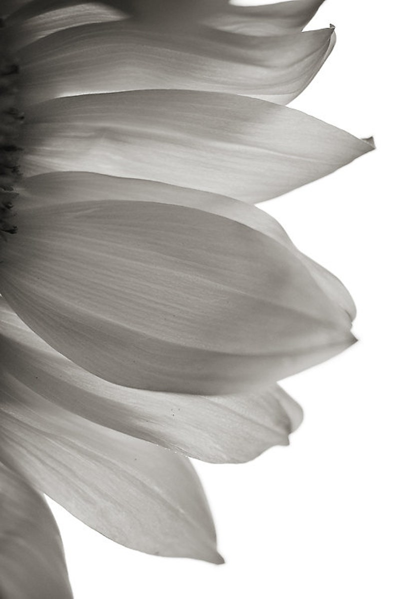 May include: Close-up of a sunflower with delicate, light gray petals.