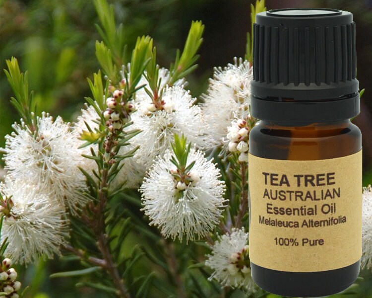Tea Tree Essential Oil (AAA Australian) 5 ml, 10 ml or 15 ml