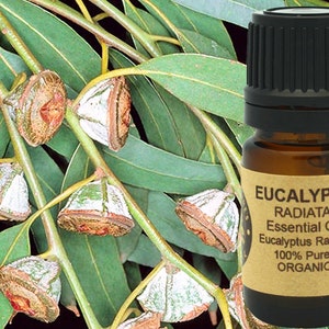 K&ouml;nnte beinhalten: Eine braune Glasflasche mit schwarzem Deckel, die &auml;therisches Eucalyptus Radiata &Ouml;l enth&auml;lt. Das Flaschenetikett ist braun mit wei&szlig;em Text, der "Eucalyptus Radiata &Auml;therisches &Ouml;l Eucalyptus Radiata 100% Rein Bio" lautet. Die Flasche steht vor einem Zweig mit Eukalyptusbl&auml;ttern.
