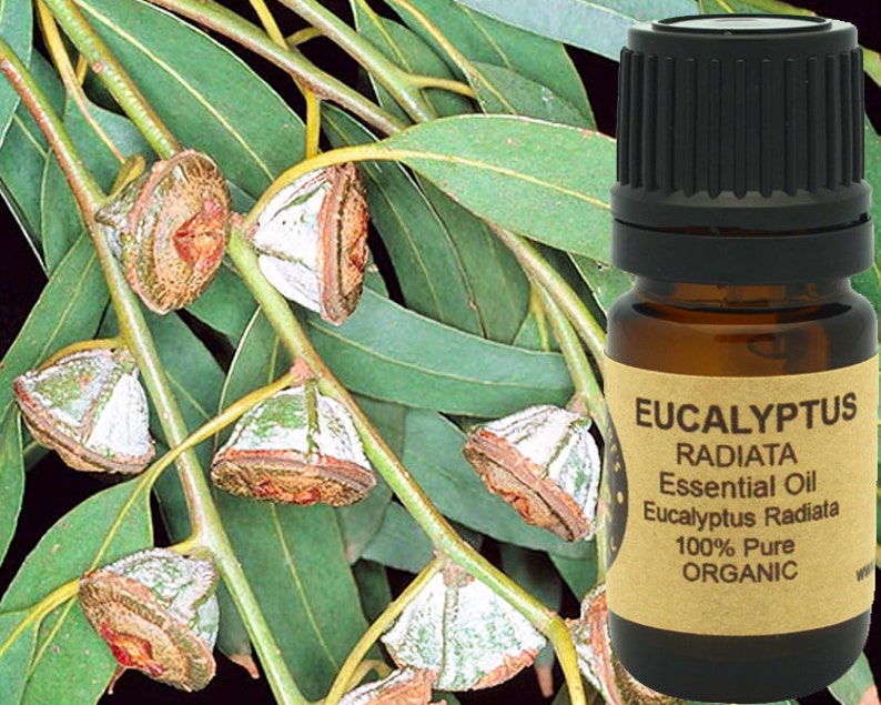 K&ouml;nnte beinhalten: Eine braune Glasflasche mit schwarzem Deckel, die &auml;therisches Eucalyptus Radiata &Ouml;l enth&auml;lt. Das Flaschenetikett ist braun mit wei&szlig;em Text, der "Eucalyptus Radiata &Auml;therisches &Ouml;l Eucalyptus Radiata 100% Rein Bio" lautet. Die Flasche steht vor einem Zweig mit Eukalyptusbl&auml;ttern.