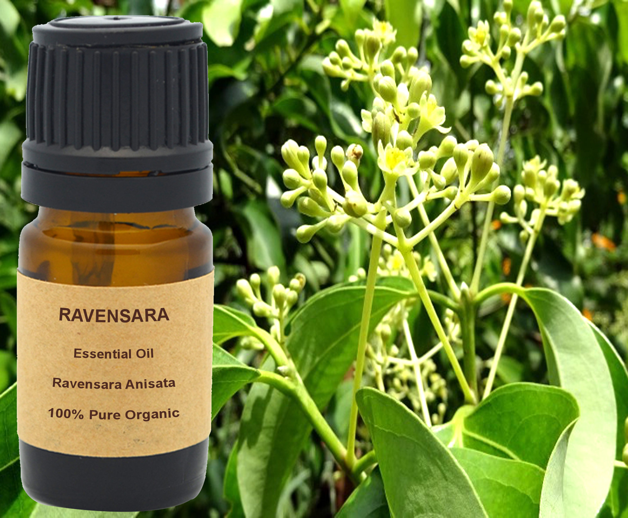Ravensara Anisata Essential Oil 5 Ml 10 Ml or 15 Ml Etsy