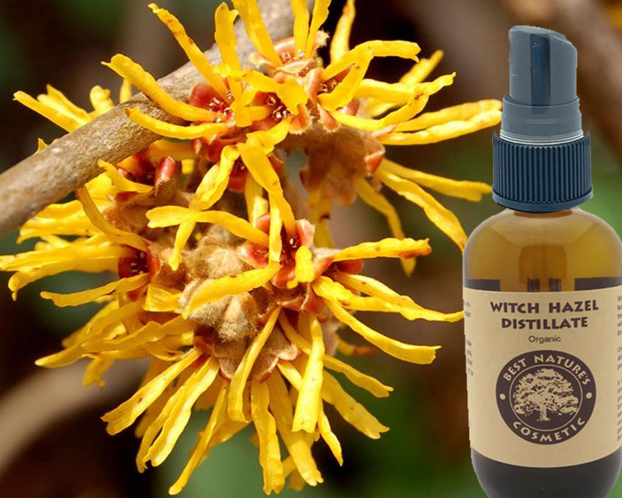 Witch Hazel Distillate Organic Use as a Skin Tonic After