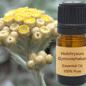 Helichrysum Gymocephalum Essential Oil 5 ml, 10 ml or 15 ml