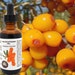 see more listings in the Natural Plant Oils Pure section