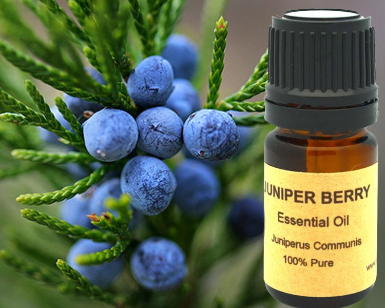 Juniper Berry Essential Oil 5ml 10 Ml or 15 Ml Etsy
