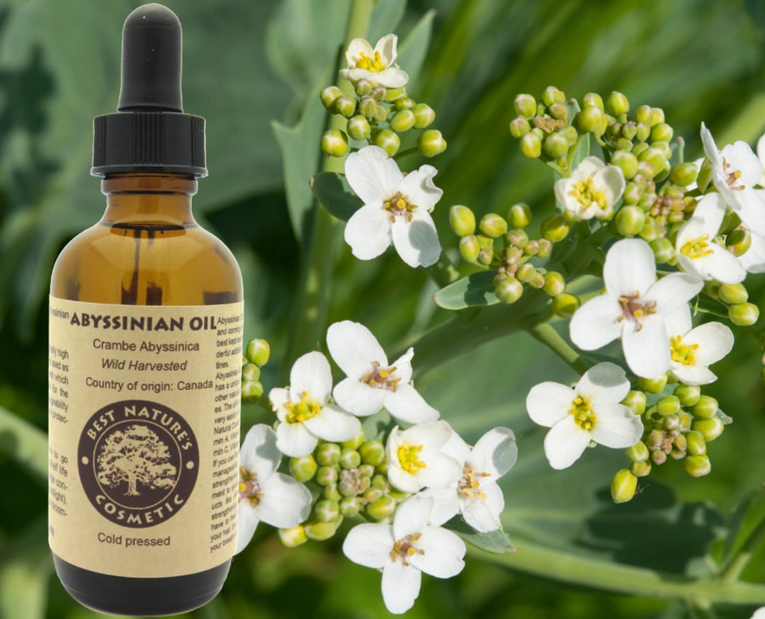 100 Pure Abyssinian Oil cold Pressed Etsy