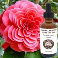 Camellia Seed Oil (Organic, Cold Pressed) for silky, smooth skin and hairs product logo