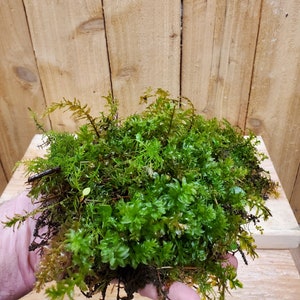 Tetraphis Pellucida Moss, Living, Fresh, Quart Bag