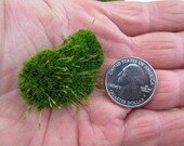 Tiny Bun Moss 1 sq. ft. Sheet moss, live sheet moss, green sheet moss, live moss, Mood moss
