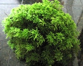 Terrarium Moss, 1 Square Foot, Live Moss, Palm Moss Great for Terrariums