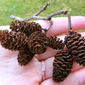 May include: A close-up of a hand holding a cluster of brown, dried alder cones.